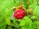 photo thumbnail #2