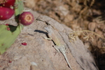 photo thumbnail #8
