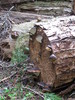 photo thumbnail #9