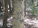 photo thumbnail #3