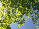 photo thumbnail #11