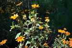 photo thumbnail #6