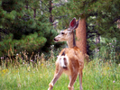 photo thumbnail #5