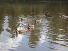 photo thumbnail #5