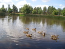 photo thumbnail #10