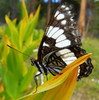 photo thumbnail #9