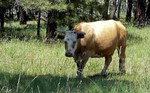 photo thumbnail #5