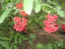 photo thumbnail #11