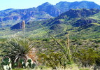 photo thumbnail #1