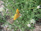 photo thumbnail #14