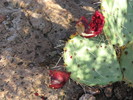 photo thumbnail #5