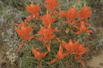 photo thumbnail #5