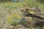 photo thumbnail #15