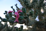 photo thumbnail #1