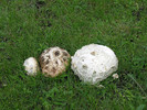 photo thumbnail #6