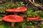 photo thumbnail #4