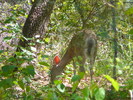 photo thumbnail #8