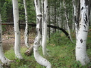 photo thumbnail #14