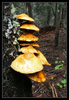 photo thumbnail #15