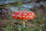 photo thumbnail #9