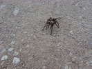 photo thumbnail #6