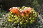 photo thumbnail #7