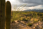 photo thumbnail #6