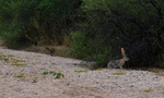 photo thumbnail #10