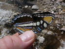 photo thumbnail #6