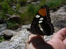 photo thumbnail #7