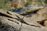 photo thumbnail #4