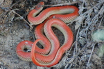 photo thumbnail #5
