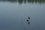 photo thumbnail #15