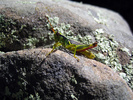 photo thumbnail #5
