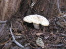 photo thumbnail #15