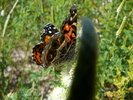 photo thumbnail #8