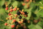 photo thumbnail #5