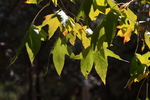 photo thumbnail #4