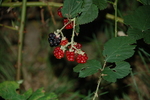 photo thumbnail #5