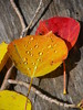 photo thumbnail #2