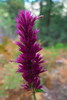 photo thumbnail #14