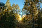 photo thumbnail #1