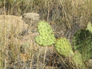 photo thumbnail #4