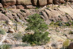 photo thumbnail #5