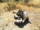 photo thumbnail #5