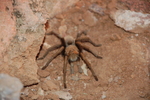 photo thumbnail #4