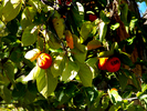 photo thumbnail #15