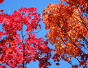 photo thumbnail #8