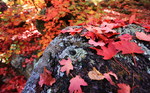 photo thumbnail #15