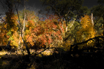 photo thumbnail #10